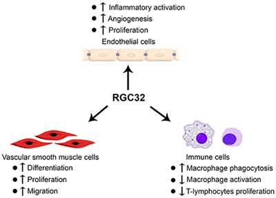 Response Gene to Complement 32 in Vascular Diseases